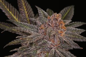 Grape Ape