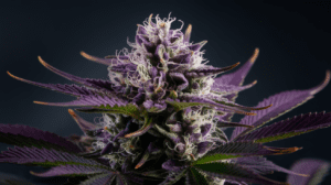 Grape Ape for Sleep: Does It Really Help Insomnia?