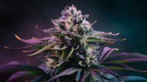 Grape Ape and Creativity: Why Artists Love This Strain