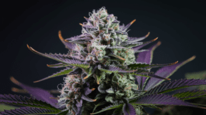 Grape Ape and Creativity: Why Artists Love This Strain