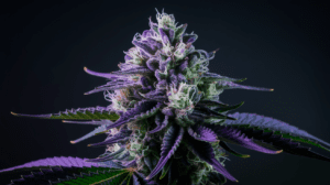 Grape Ape Side Effects: What You Should Know