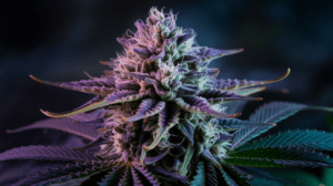 Medical Benefits of Grape Ape: Research and Patient Experiences