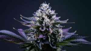 Grape Ape vs Similar Strains: A Comparison Guide