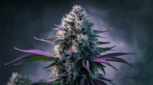 Grape Ape for Sleep: Does It Really Help Insomnia?