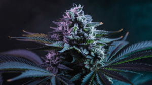 Best Time to Harvest Grape Ape: Signs of Peak Potency