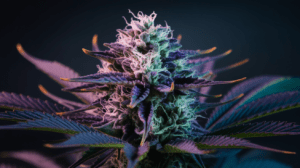 Best Time to Harvest Grape Ape: Signs of Peak Potency