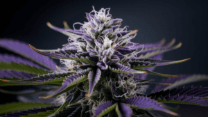 Grape Ape for Sleep: Does It Really Help Insomnia?