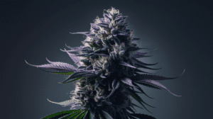 Grape Ape Genetics: Parent Strains and Lineage History