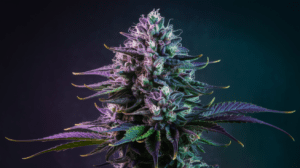 Growing Grape Ape in Cold Climates: Tips for Success