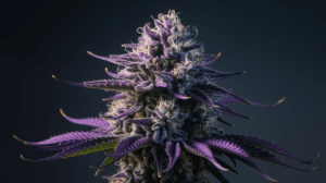 Best Time to Harvest Grape Ape: Signs of Peak Potency