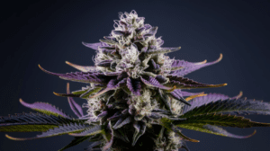 Grape Ape Side Effects: What You Should Know