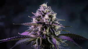 Grape Ape and Creativity: Why Artists Love This Strain