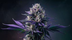 Medical Benefits of Grape Ape: Research and Patient Experiences